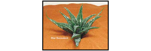 Star succulent stern - star,