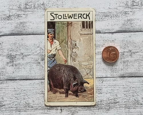 Bakonyer schwein 460 - schwein,