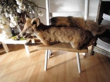 Altes Tierpräparat FUCHS