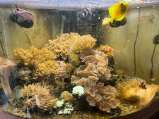 meerwasser aquarium komplett gebraucht