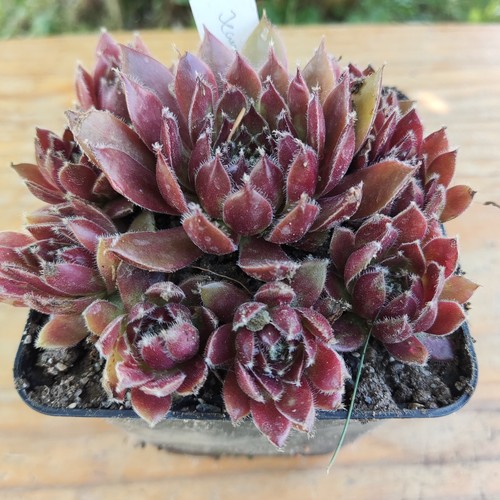 Sempervivum jeanna arc - "jeanna,