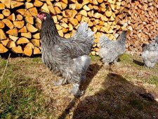 20 (keine) BRUTEIER Brahma