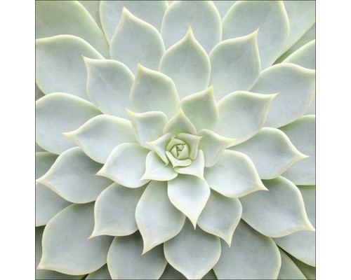 Glasbild echeveria gla2353 - glasbild,
