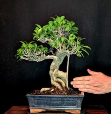 Bonsai chinesische feige - bonsai, ficus