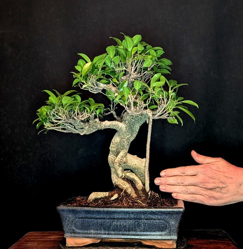 Bonsai chinesische feige ficus - bonsai,