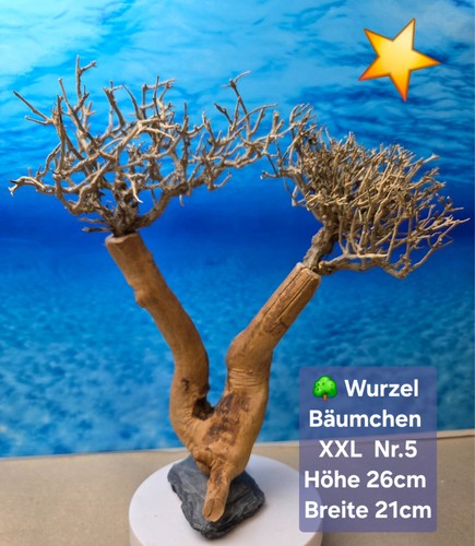 Aquarium wurzel bonsai - wurzel,