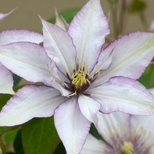 Clematis SAMARITAN JO