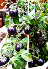 TOMATE  "BLUE" blaue Zimmertomate, Balkon, Topf, kleine Tomatenpflanze,Kübel