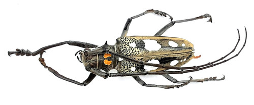 Cerambycidae batocera - cerambycidae,,