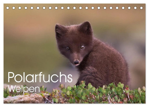Polarfuchs-Welpen