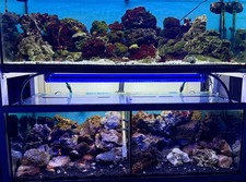 Lebendgestein Meerwasser