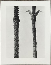 Karl Blossfeldt, Fichte und