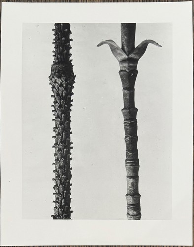 Karl blossfeldt fichte und - karl,
