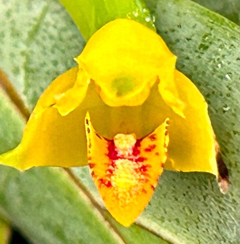 Maxillaria species venezulana - maxillaria,
