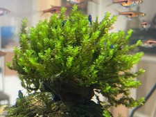 Distichophyllum Sp. Aquarium Moos Portion