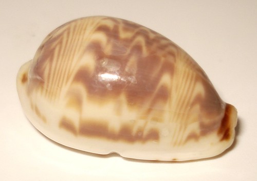 Meeresschnecke cypraea - meeresschnecke,