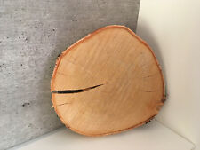 Baumscheibe Birke Vintage Holzscheiben Deko Bastelholz verschiedene Größen