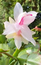 4×Weihnachtskaktee  Schlumbergera Stecklinge 2 gliederig mit Knospe weiß/pink