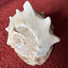 Riesige, schöne Muschel /