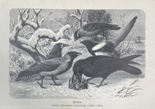 Originalgrafik Fauna: Raben
