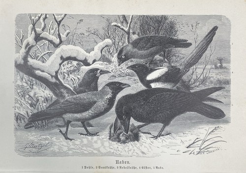 Originalgrafik fauna raben - fauna:,