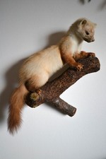 Steinmarder Präparat, seltene Farbe, ausgestopft und gepflegter Zustand