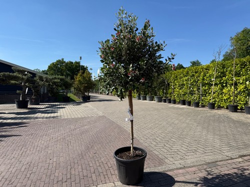 Ananas guave feijoa 200 cm - 🌿ananas-guave,