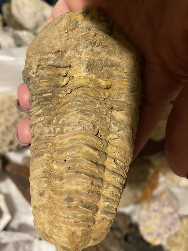 Trilobiten tierfossil auf - trilobiten-tierfossil,