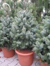 Picea omorika Zuckerhut - Serbische Fichte Zuckerhut