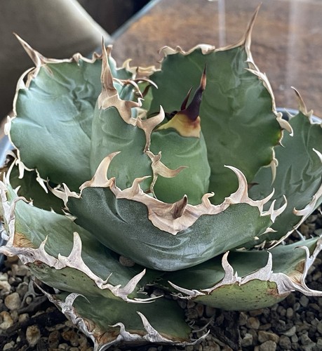 Agave titanota white - , whale