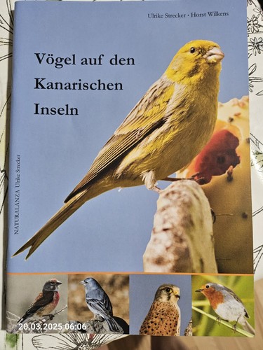 Vögel auf den kanarischen - den,