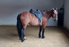 Barefoot Sattel Cheyenne