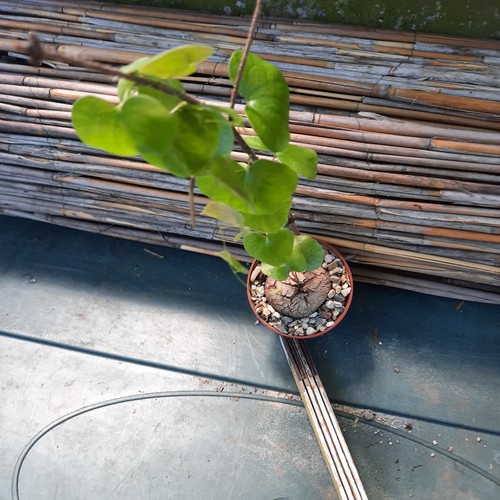 Dioscorea elephantipes - ,