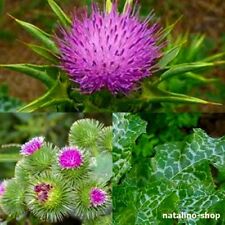 *Mariendistel* 100+ Samen *Silybum marianum *Fieberdistel *Milk thistle seeds