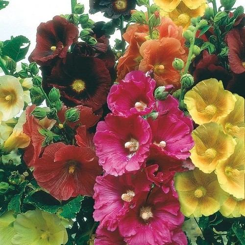 Riesige stockrose giant - riesige,