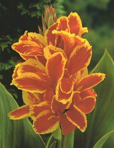 Zwerg canna lucifer - 1,