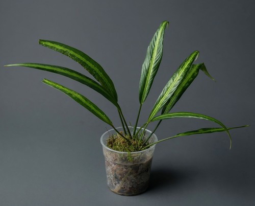 Schismatoglottis neon - schismatoglottis,