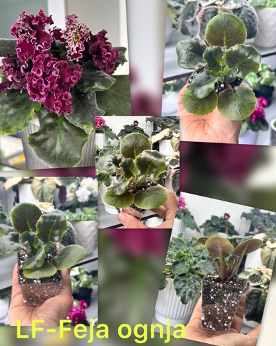 African violet - violet(lf-feja, ognja)