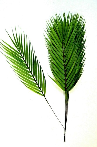 60 cm palmwedel - 60,