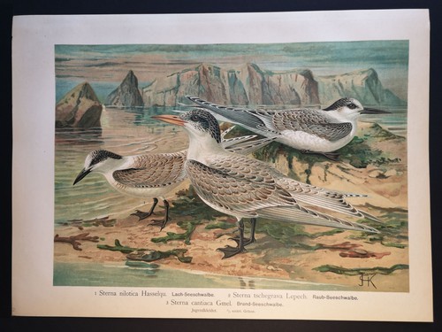 Chromolithographie 1898 - chromolithographie,