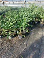 Hanfpalme Trachycarpus fortunei  ca. 70 - 80 cm  Winterhart  kräftiger Stamm