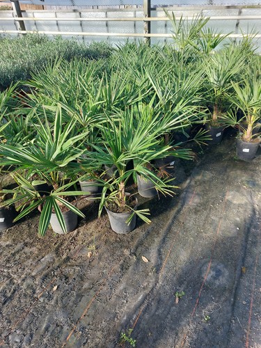 Hanfpalme trachycarpus - hanfpalme,
