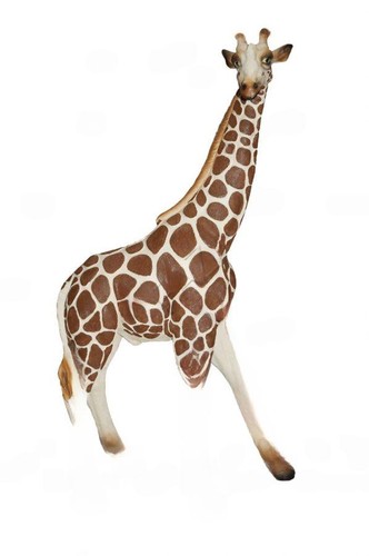 Design giraffen figur - design, statue