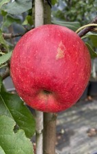 Apfel Kirgisische Aport