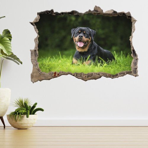Rottweiler hund liegend auf - hund,