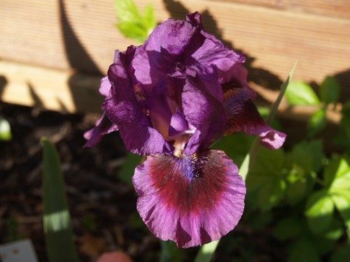 Schwertlilie iris rumble - /, "