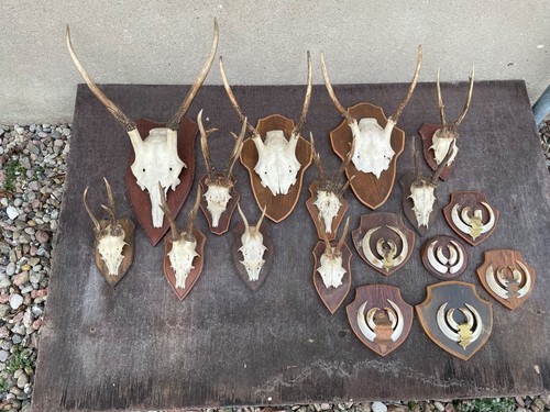 Trophäen jagd geweih - jagd, geweih,