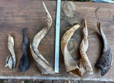 6 gedrehte Hörner, Schaf, Larve, Maske, Perchten, Widder, Larp, Mittelalter