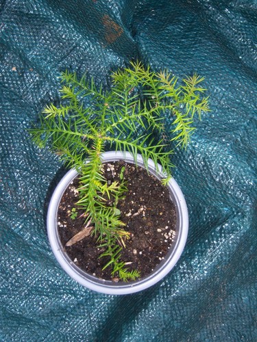 Araucaria cunninghamii
