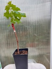 Weinreben Tafeltrauben Ararat